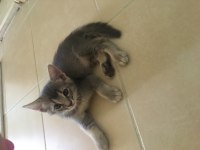 British shorthair cins kedimiz ücretli sahiplendirilecektir