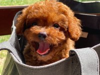 Kuyruksuz Kore Toy Poodle Yavrumuz