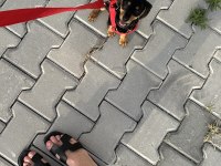 5 aylık sosis köpek dachshund sahiplendirilecektir