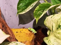 Red eye tree frog