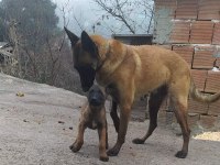 Hırs Küpü Belçika Malinos Yavrular