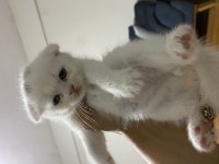 Scottish fold bebekler