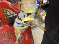 Chihuahua tüm aşıları tam full oyuncu