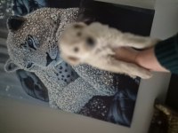 Maltipoo yavrum 55 günlük köpeğimiz