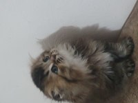 British longhair golden