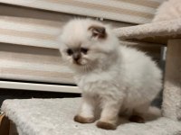British Longhair Yavrularımız Sahiplerini Bekliyor