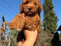 Toypoodle Erkek 