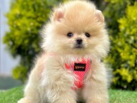 Safkan Pomeranian Boo Bebekler