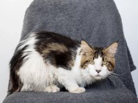Dev maine coon şecereli erkek bicolor