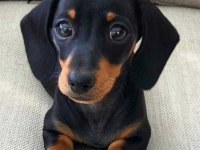 A kalite dacshund yavrular