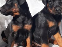 Safkan doberman yavrularımız