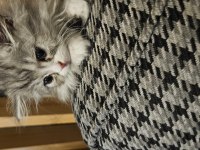 Silver point 2 aylık lokum bebek british longhair