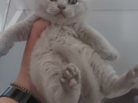 FAWN VE LİLAC DİŞİ ERKEK BRITISH SHORTHAIR YAVRULARIMIZ