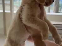 Son golden retriever yavrular
