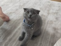 45 günlük yavru scottish fold
