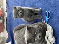Sağlıklı british shorthair kediler