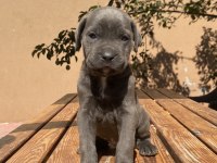 Saf kan cane corso yavrularımız