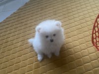 Pomeranian boo kar beyaz 2 aylık erkek