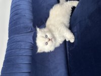 Scottish fold pamuk şekerlerim büyüdü
