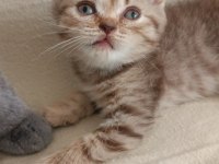 Scottish fold kızımız yeni yuvasına gitmeye hazır