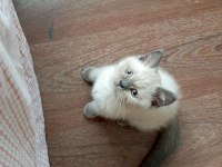 Dişi British Shorthair Kedisi