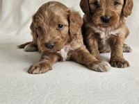 Poodle ayarında maltipoo köpekler