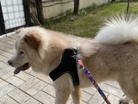 9 aylık uysal çin aslanı evcildir