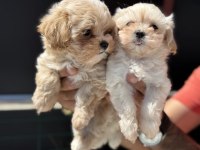 Petmode köpek çiftliğinden tea cup kore maltipoo