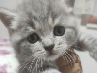 British shorthair kedimiz
