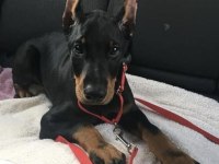 Şampiyon Soy Doberman