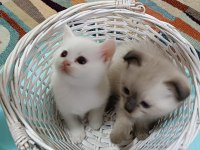 Çok tatlı Dişi ve erkek yavru kedilerimiz