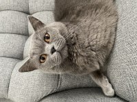 Oğlum için eş arıyorum british shorthair