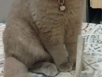 British shorthair lilak erkek sahiplendirilecek