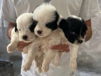 Morkie son 2 yavrularımız