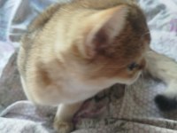Safkan british shorthair