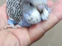 Jumbo erkek muhabbet kuşu bebek