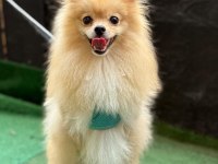 Pomeranian dişi kedimiz