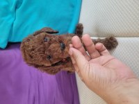 2.5 aylık red brown toy poodle