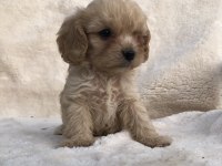 TÜY DÖKMEZ KOKU YAPMAZ CAVAPOO YAVRULAR