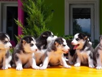 HUSKY SİBİRYA KURDU