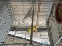 Yavru Alınan Albino Lutino Muhabbet Kuşu Çifti