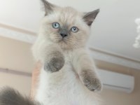 Blue point dişi british shorthair