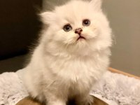British Longhair Yavrular 50 Günlük (3 Erkek 1 Dişi)
