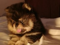 Orjinal pomeranian boo