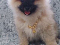 Pomeranian ayı surat