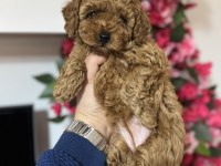 Toy Poodle Yavrularımız İlk Aşıları Yapıldı