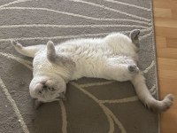 Safkan scottish fold dişi