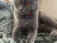 1,5 YAŞINDA ERKEK BRİTİSH KEDİMİZ