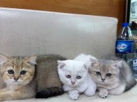 British Shorthair Yavrularımız