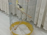 Erkek 1 yaşında sultan evcil hayvan ev kuşu